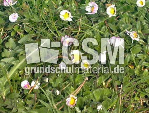 Gänseblümchen.jpg